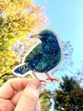 Starling sticker