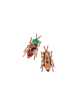 Cockroach Clip