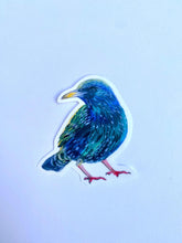 Starling sticker