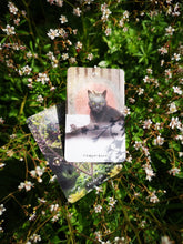 Remembering the Sweet Fool Tarot