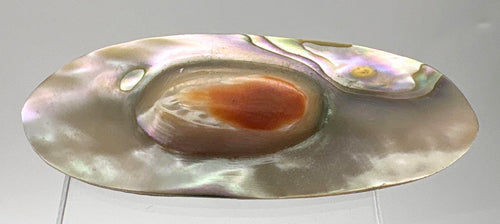 Vintage Abalone Blister Pearl Brooch