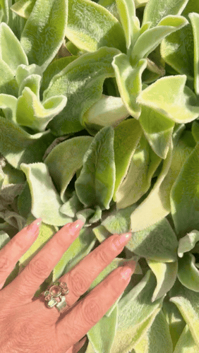 August 26: IT'S A HOT PLANTFONDLE SUMMER'S EVE