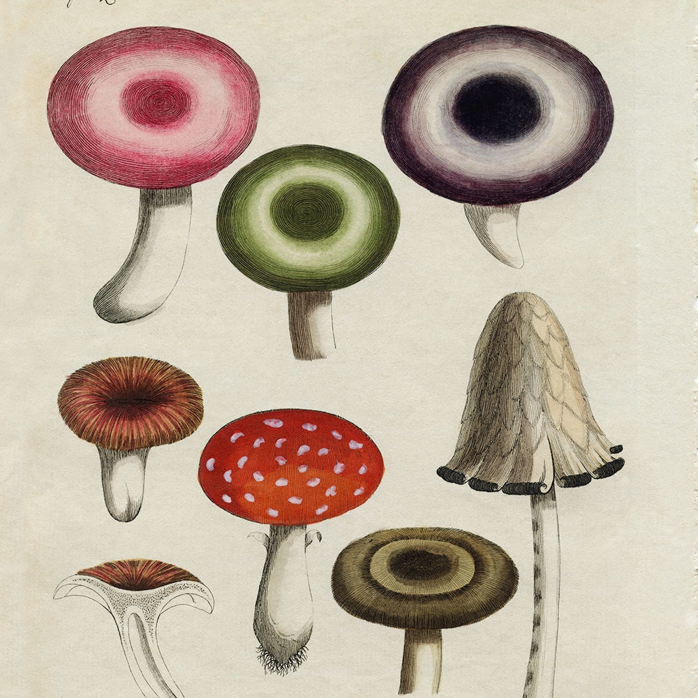 Red and Purple Mushroom Print