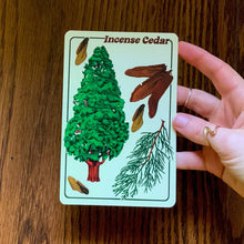 Incense Spruce Postcard