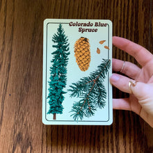 Colorado Blue Spruce Postcard