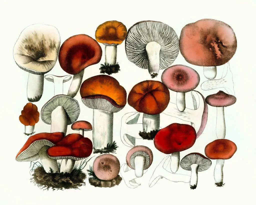 Vintage Mushroom Print in Red and Orange print